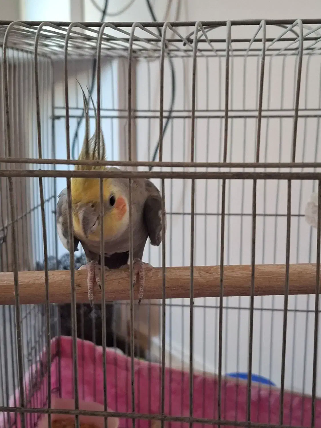 عروس هلندی|پرنده|تهران, شهرک هما|دیوار