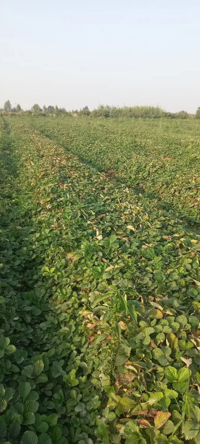 بذر و نهال توت فرنگی رقم سا برینا پر بار یکدست|خدمات باغبانی و درختکاری|خان ببین, |دیوار