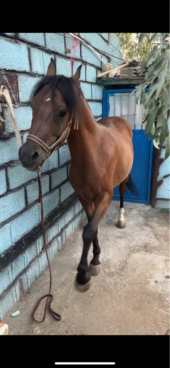 اسب عرب ۲ سر نریان|اسب و تجهیزات اسبسواری|تبریز, |دیوار