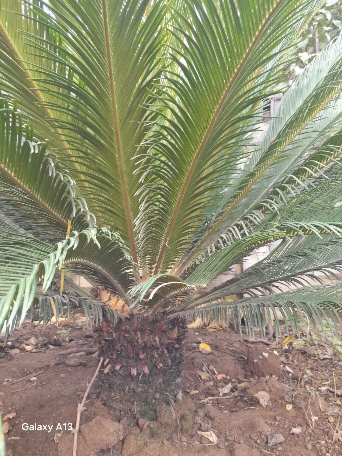 دو عدد گل سیکاس ۱۸ و ۱۰ ساله|گل و گیاه طبیعی|کومله, |دیوار