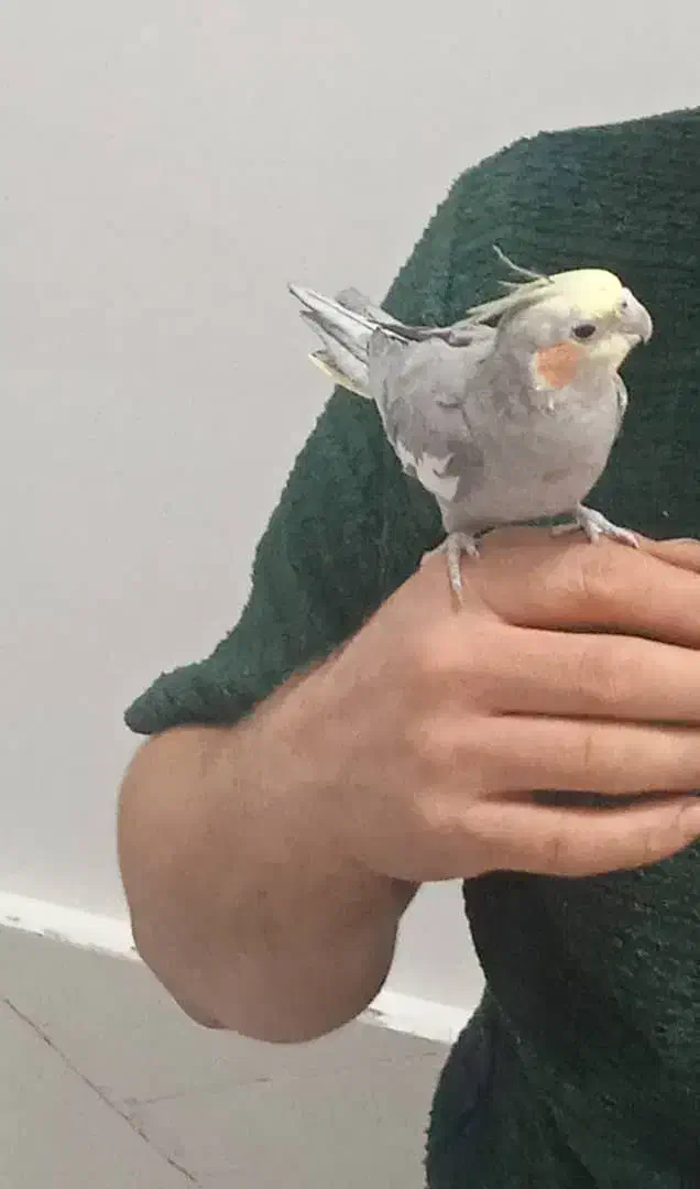 عروس هلندی زیبا و خوش صدا|پرنده|بوکان, |دیوار