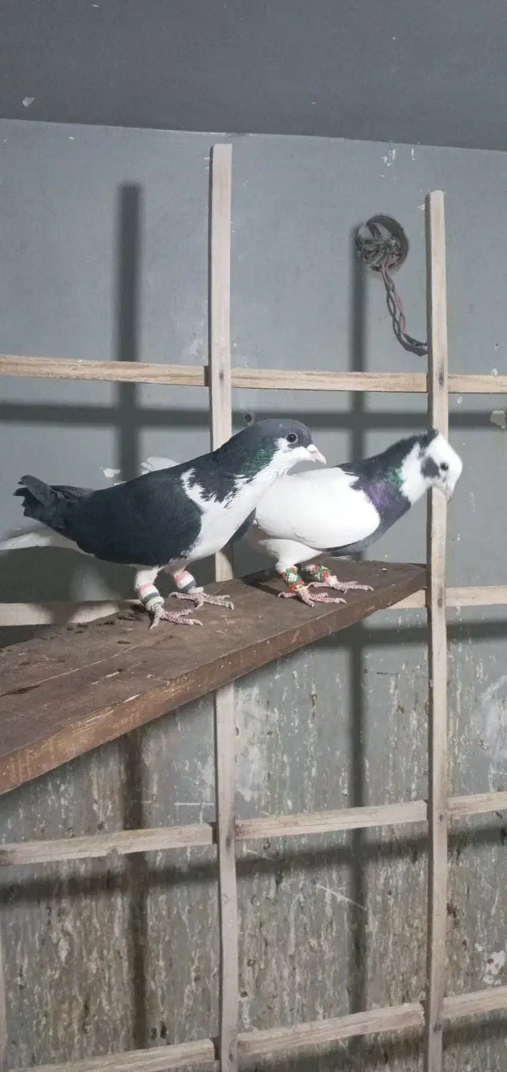 کبوتر رنگی|پرنده|تهران, شهرک علم و فناوری|دیوار