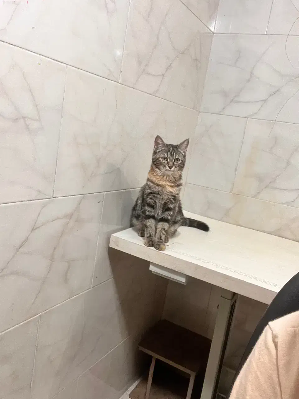 گربه گمشده|گربه|یزد, |دیوار