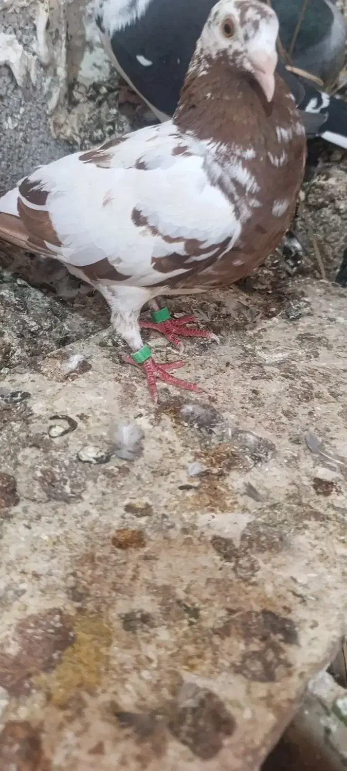 میولمنز ماده|پرنده|آبپخش, |دیوار