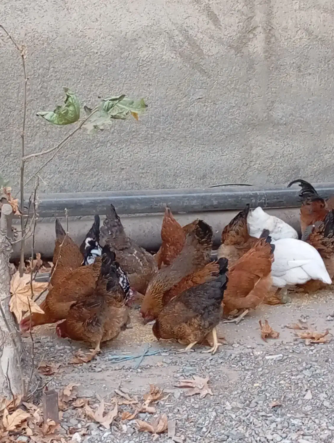 سلام چندونه مورغ وخروس فروشی|حیوانات مزرعه|شاهرود, |دیوار