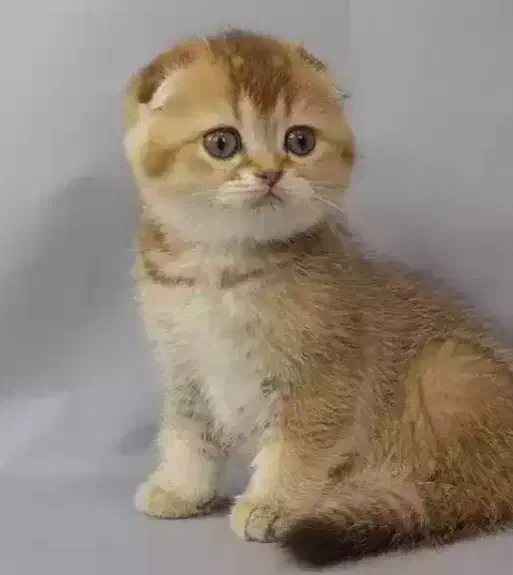 گ ر به|گربه|عباسآباد, |دیوار