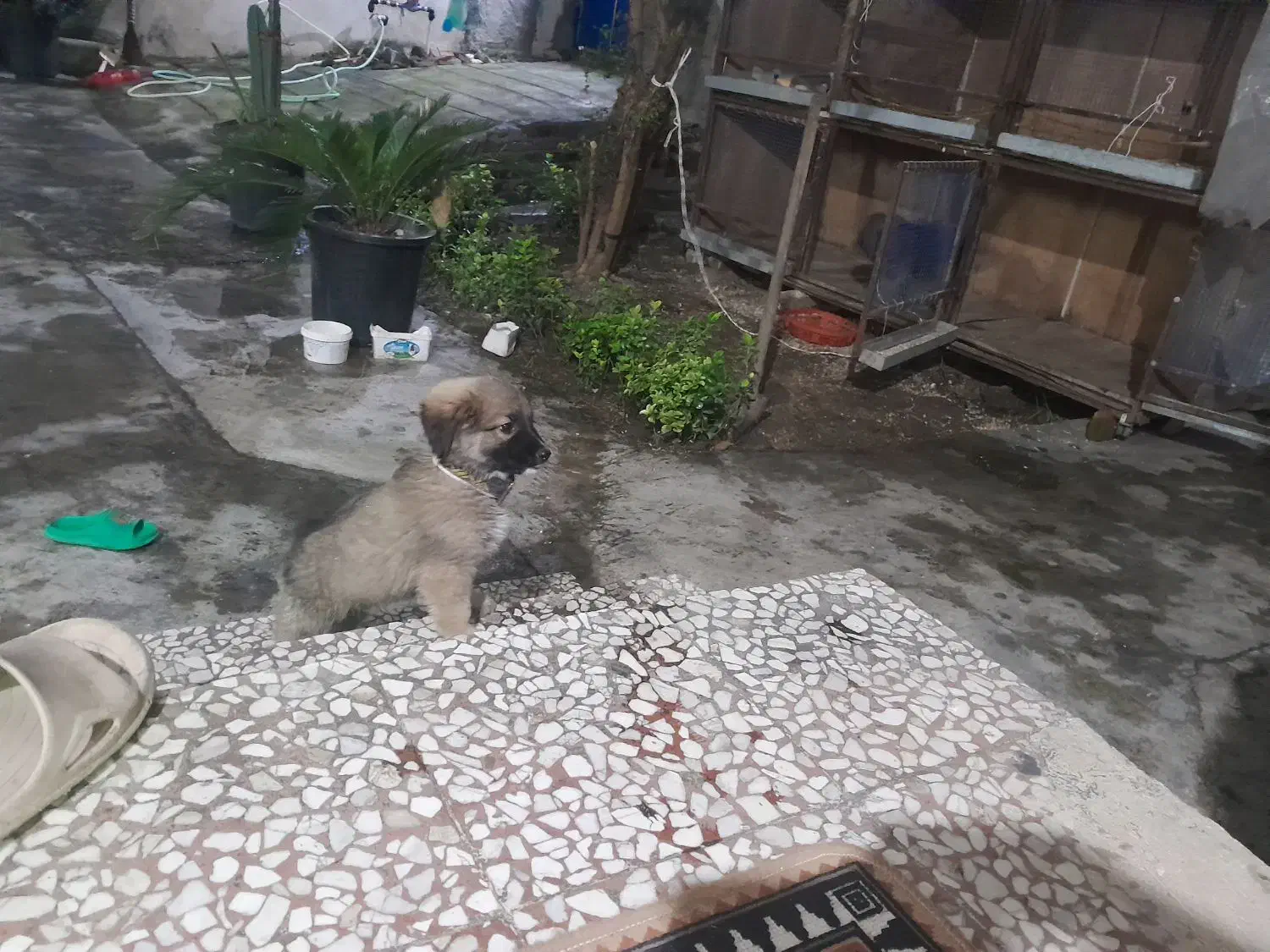 توله. سراب وخراسانی|سگ|آمل, |دیوار