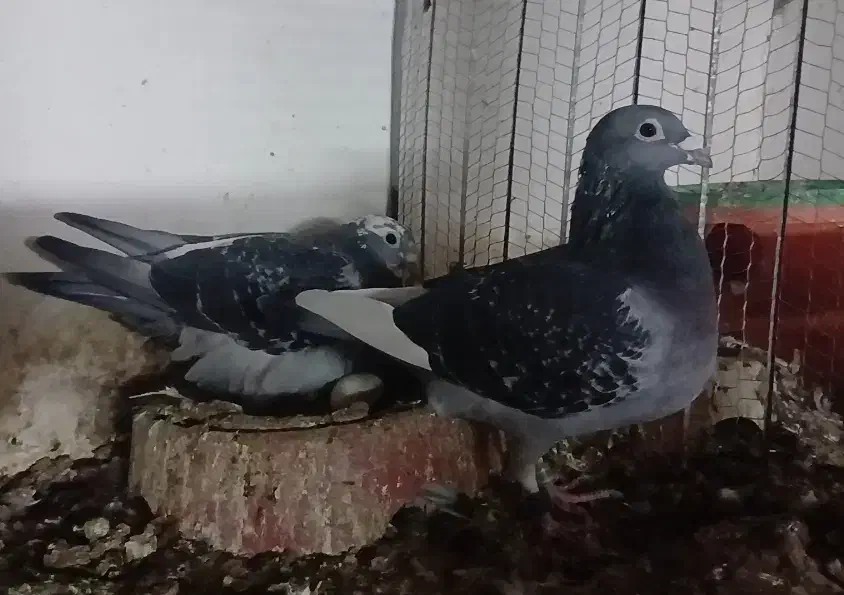 چند عدد. پرنده پلاکی|پرنده|اهواز, کوی علوی|دیوار