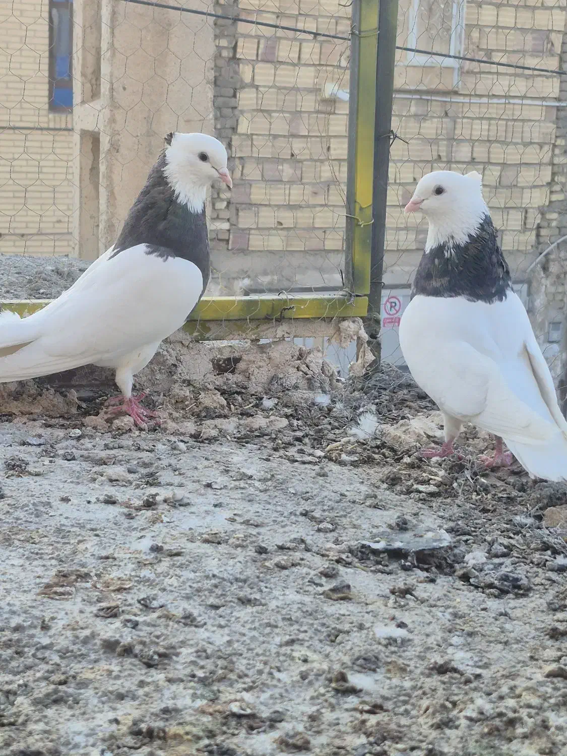 طوقی هفت رنگ|پرنده|بافق, |دیوار