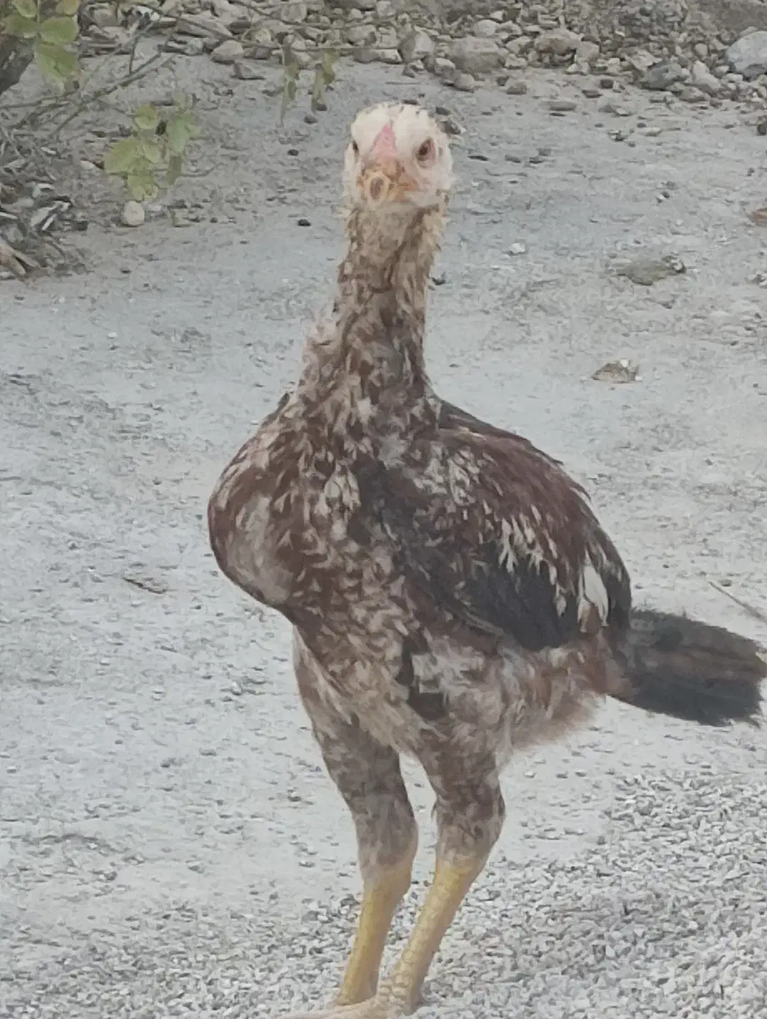 لاری|حیوانات مزرعه|چگنی, |دیوار