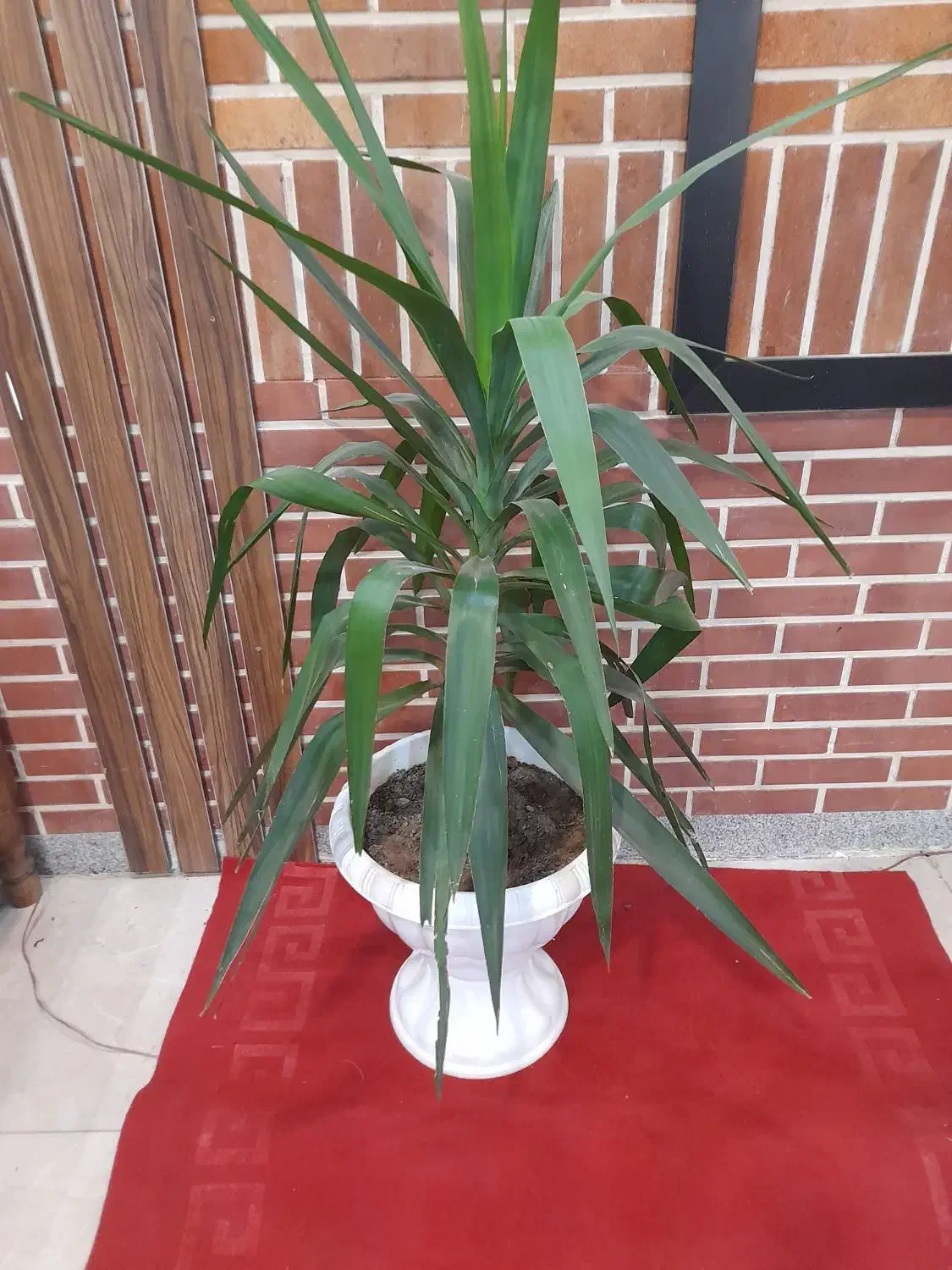 گل آپارتمانی سانسوریا دیفن باخیا شلفرا|گل و گیاه طبیعی|باقرشهر, |دیوار