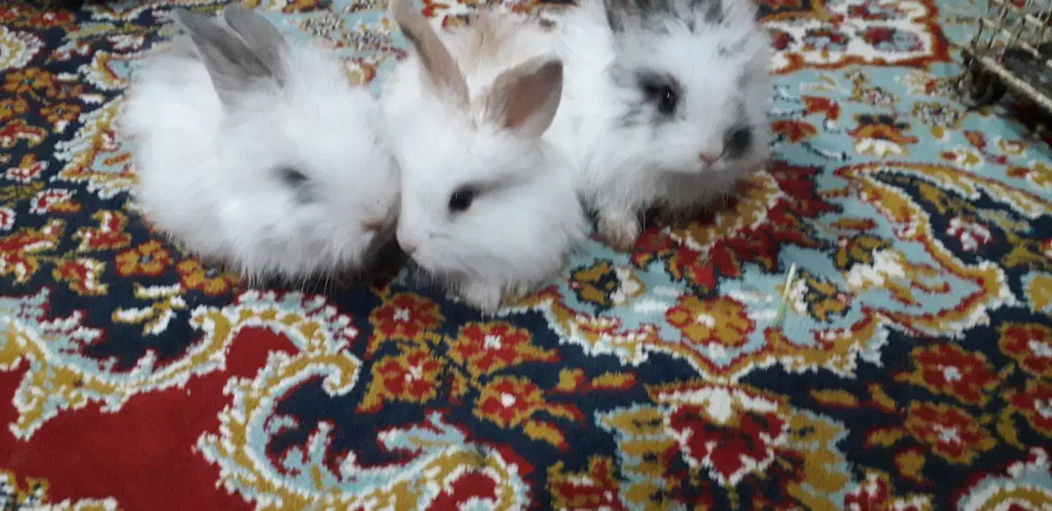 بچه خرگوش لپ پشمالو زیبا خوشگل|موش و خرگوش|زاهدان, |دیوار