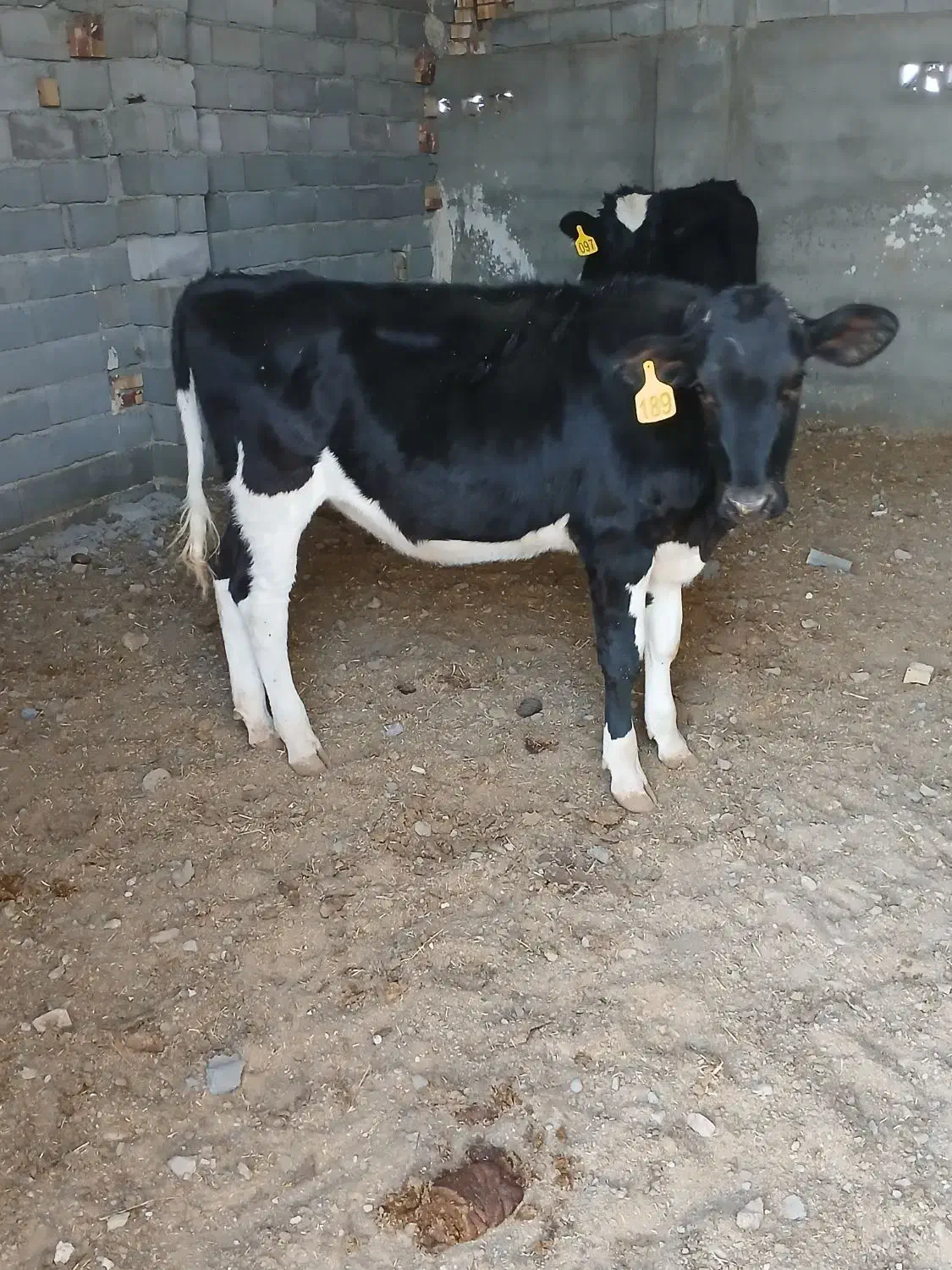 تلیسه گوساله ماده|حیوانات مزرعه|تربت جام, میان جام|دیوار