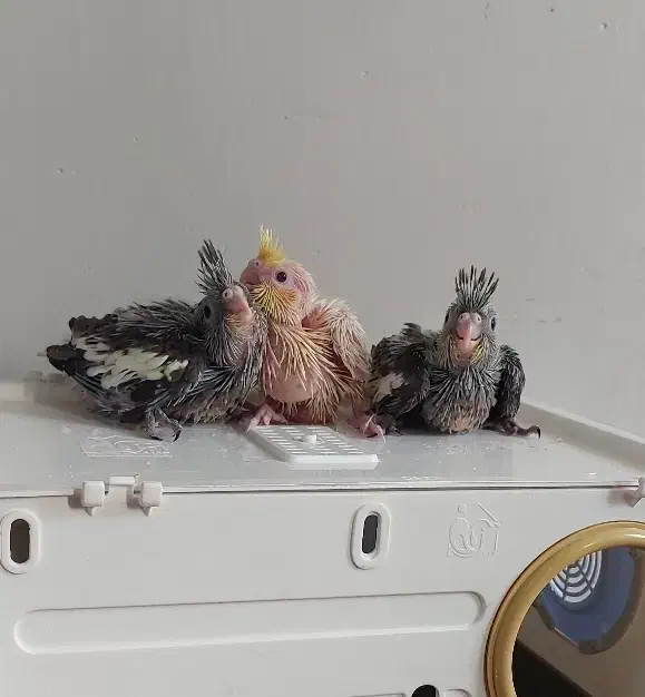 سه عدد جوجه عروس فوق العاده باکیفیت وضمانتی|پرنده|تهران, مطهری|دیوار