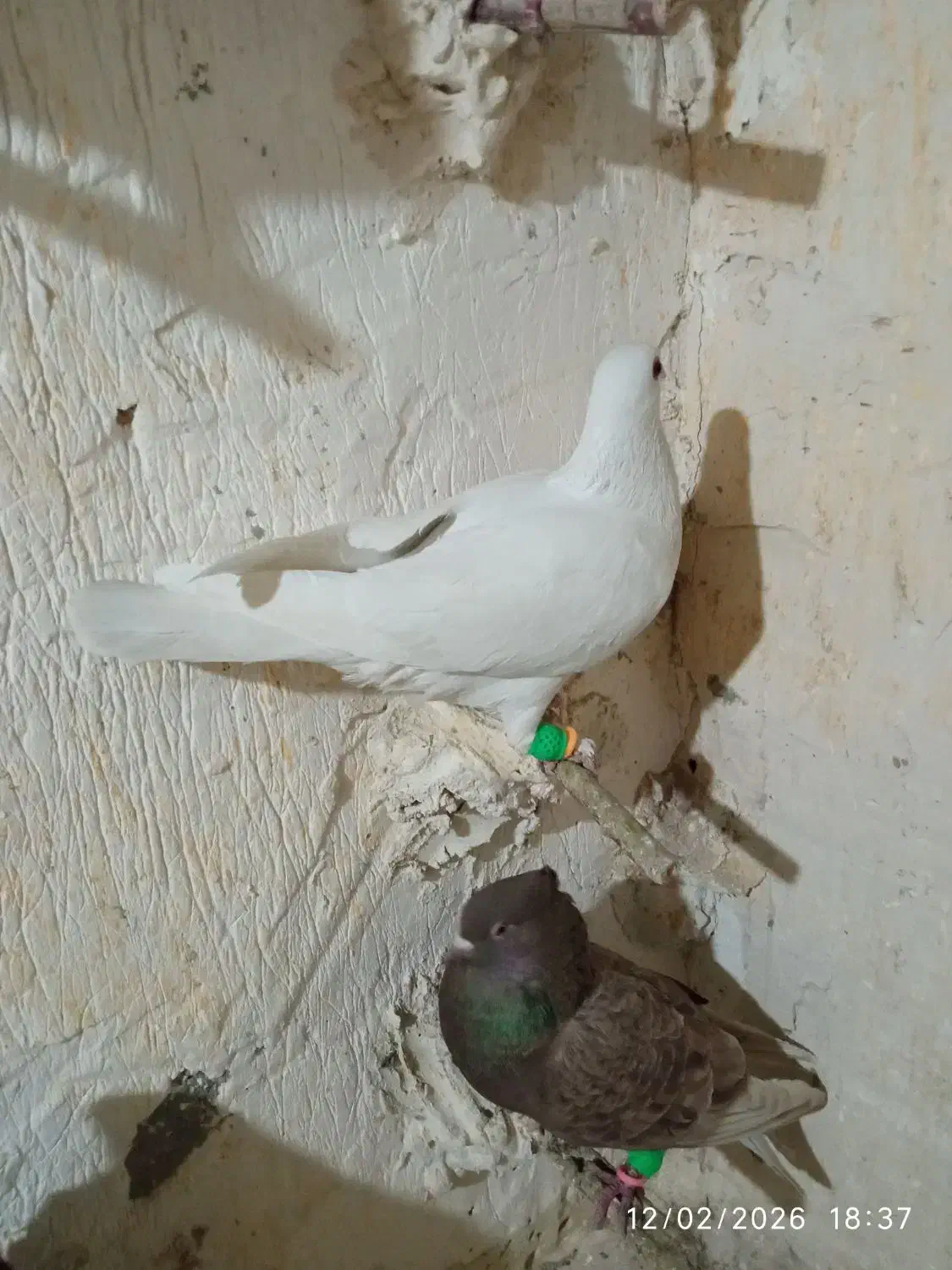 کبوتر|پرنده|فاروج, |دیوار