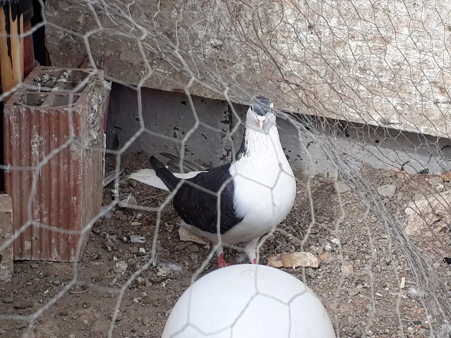 کفتر جفت ساده اتیشی وساده سیاه|پرنده|رضویه, |دیوار