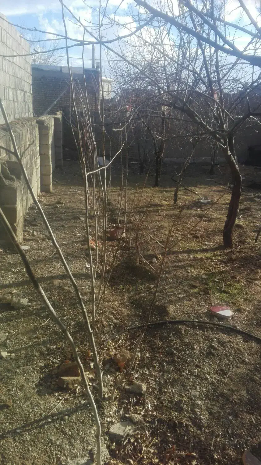 درخت گردو|گل و گیاه طبیعی|سامن, |دیوار