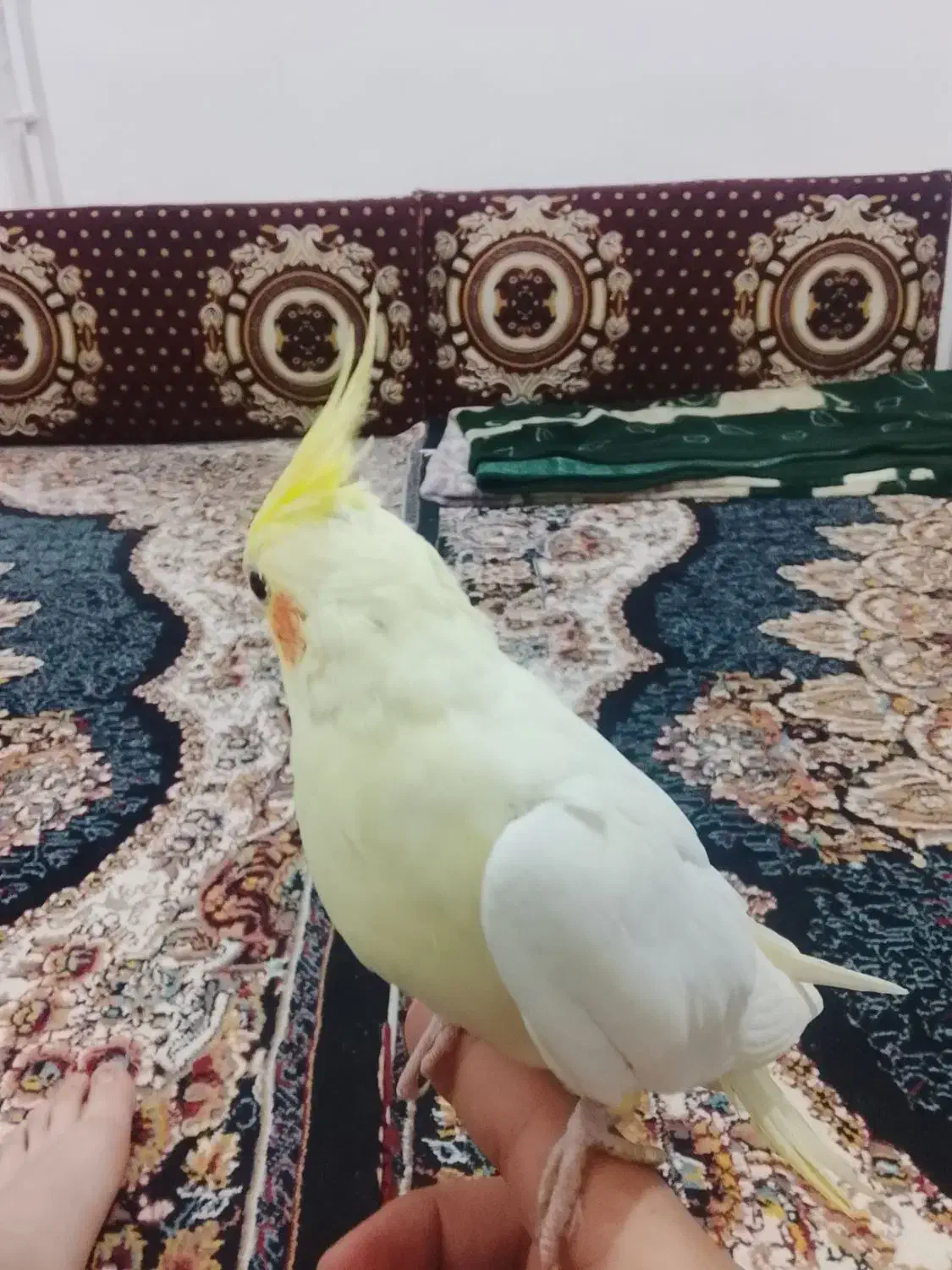 عروس هلندی لوتینو|پرنده|قوچان, |دیوار