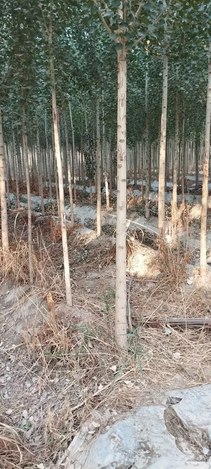 ادمیننهالفروش|استخدام بازاریابی و فروش|میاندوآب, |دیوار