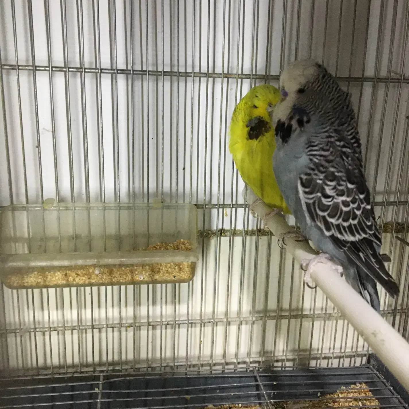 انگلیسی گرید a|پرنده|سنندج, |دیوار