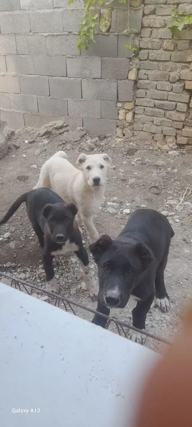 فروشی ۶۷روزه افغان و سراب|سگ|جغتای, |دیوار