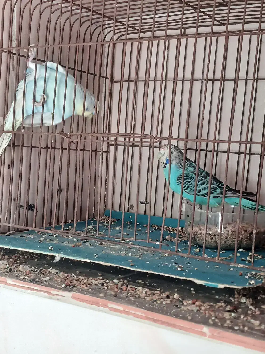 مرغ عشق|پرنده|لاهیجان, گلستان|دیوار