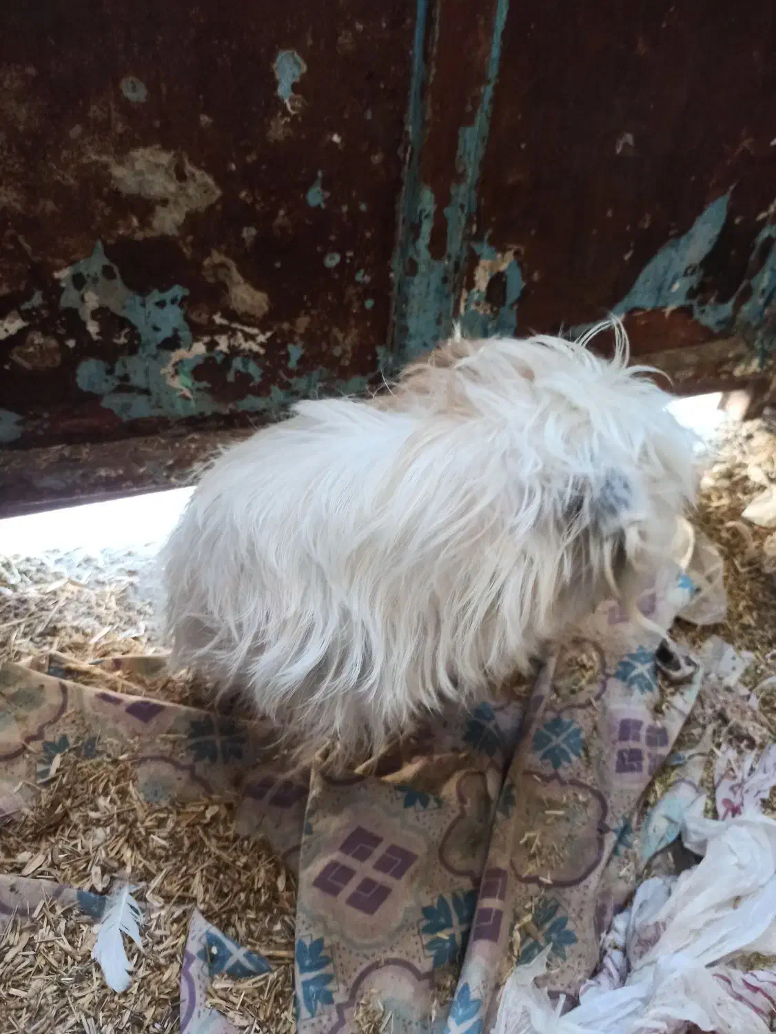 سگ پاکوتا|سگ|مرودشت, بیست متری بیمارستان|دیوار