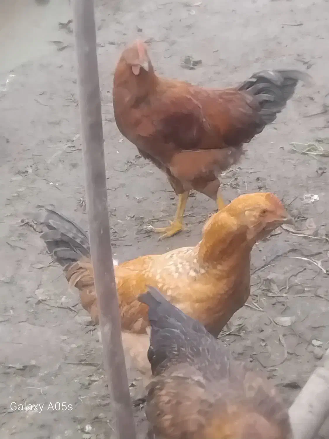 جوجه خروس|حیوانات مزرعه|نیشابور, دهنو|دیوار