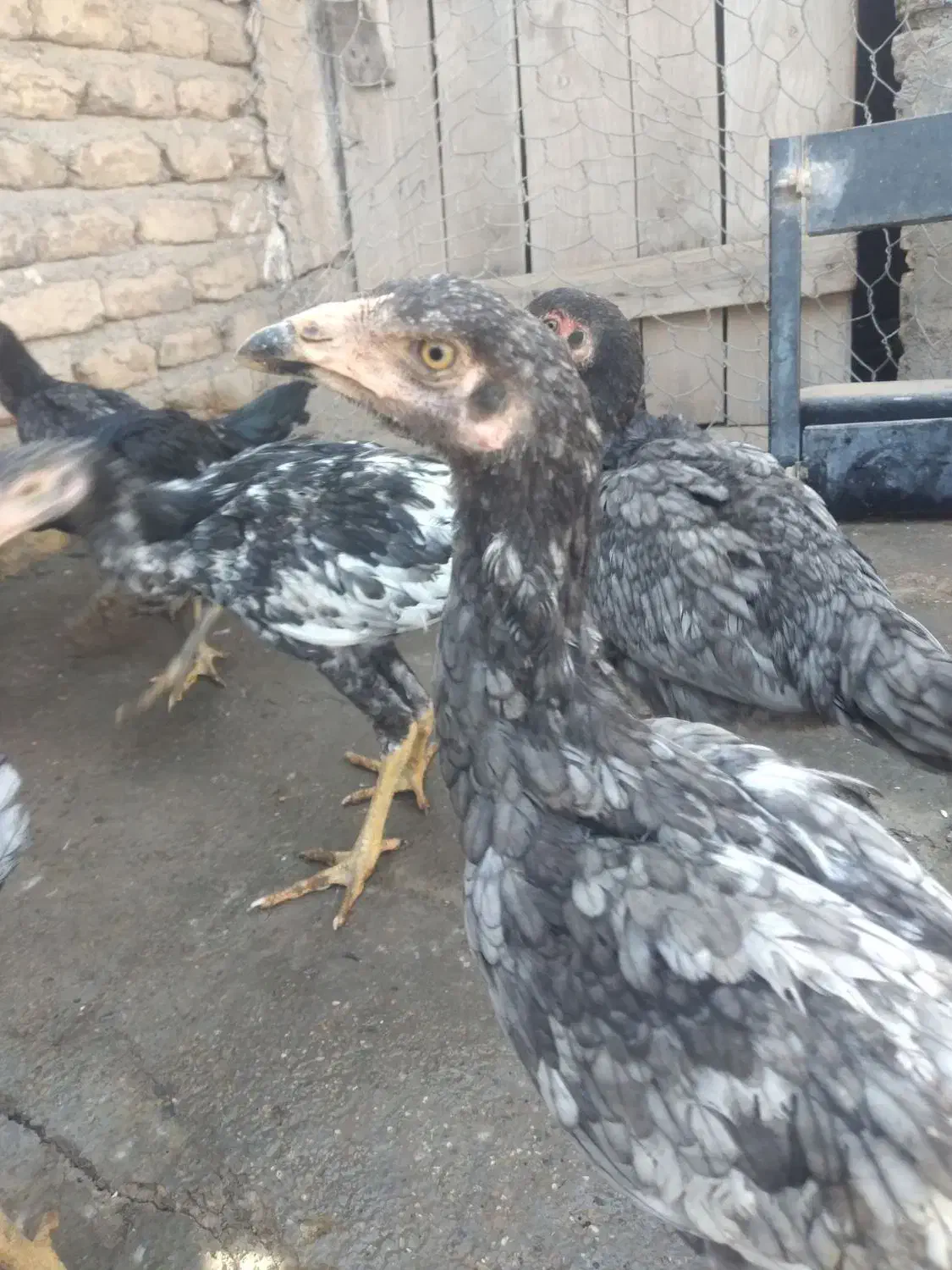 جوجه لاری اصل|حیوانات مزرعه|شال, |دیوار