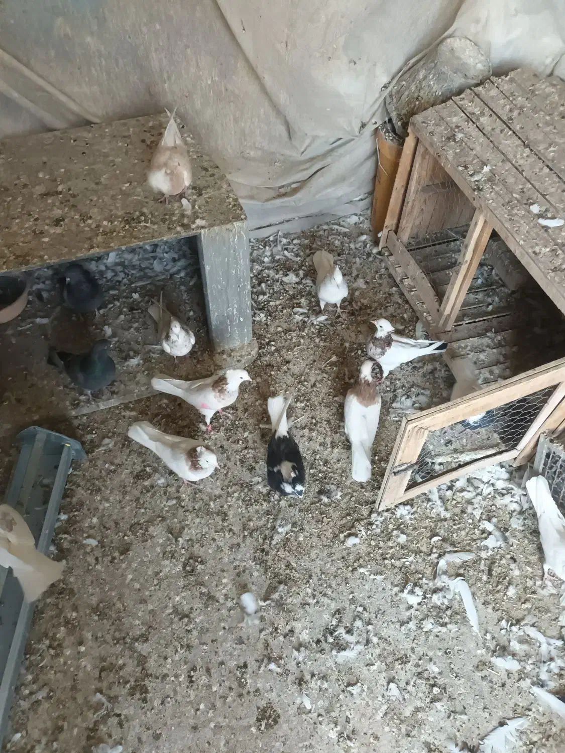 ۸ تا طوقی همه کاکلی پالخت دونه ۵۰۰|پرنده|نجف‌آباد, جلال آباد|دیوار