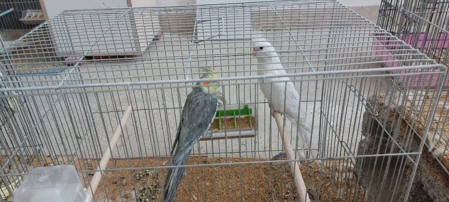 فروش جفت عروس هلندی|پرنده|آباده, |دیوار