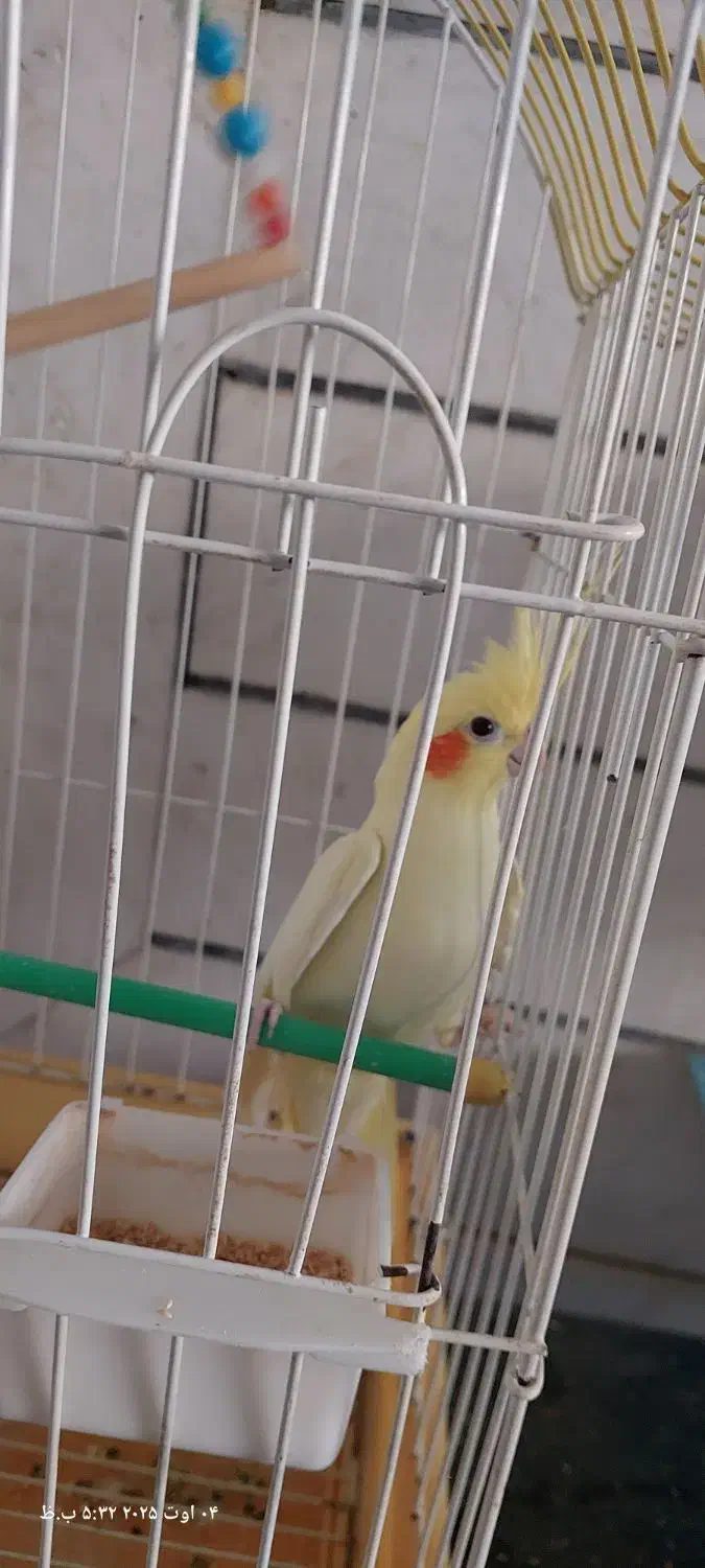 عروس هلندی|پرنده|خمینیشهر, |دیوار