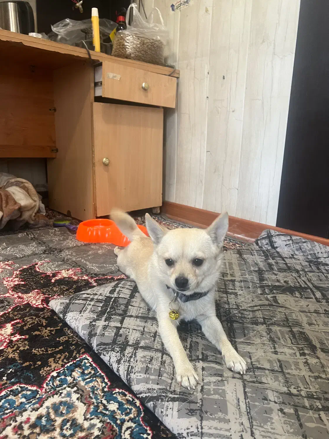 سگ اشپیتز|سگ|کرج, خرمدشت|دیوار