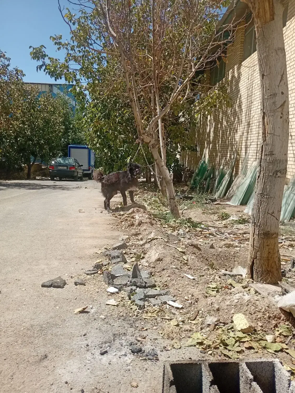 سگ قدرجونی گله ونگهبان|سگ|برخوار, |دیوار