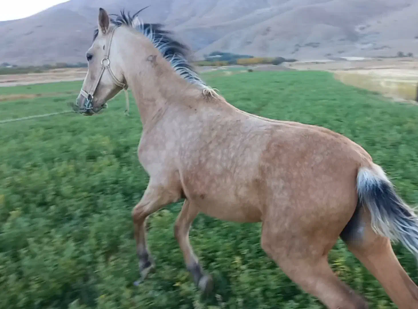 کره مادیان عرب|اسب و تجهیزات اسب‌سواری|بروجرد, |دیوار