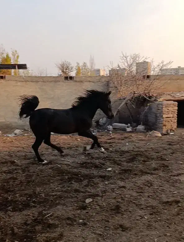 اسب کرد|اسب و تجهیزات اسب‌سواری|تبریز, |دیوار