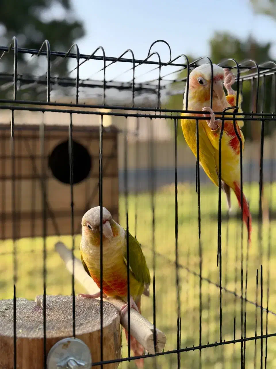 گرینچیک نر پاید و ردچیک ماده|پرنده|کرج, فاز ۳ گوهردشت|دیوار