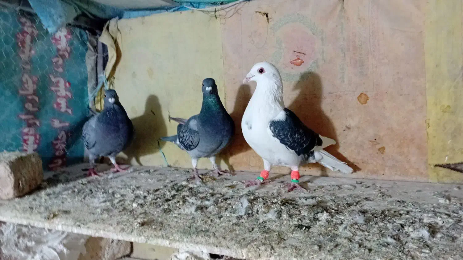 کبوتر پلاکی صید|پرنده|شیروان (خراسان), |دیوار