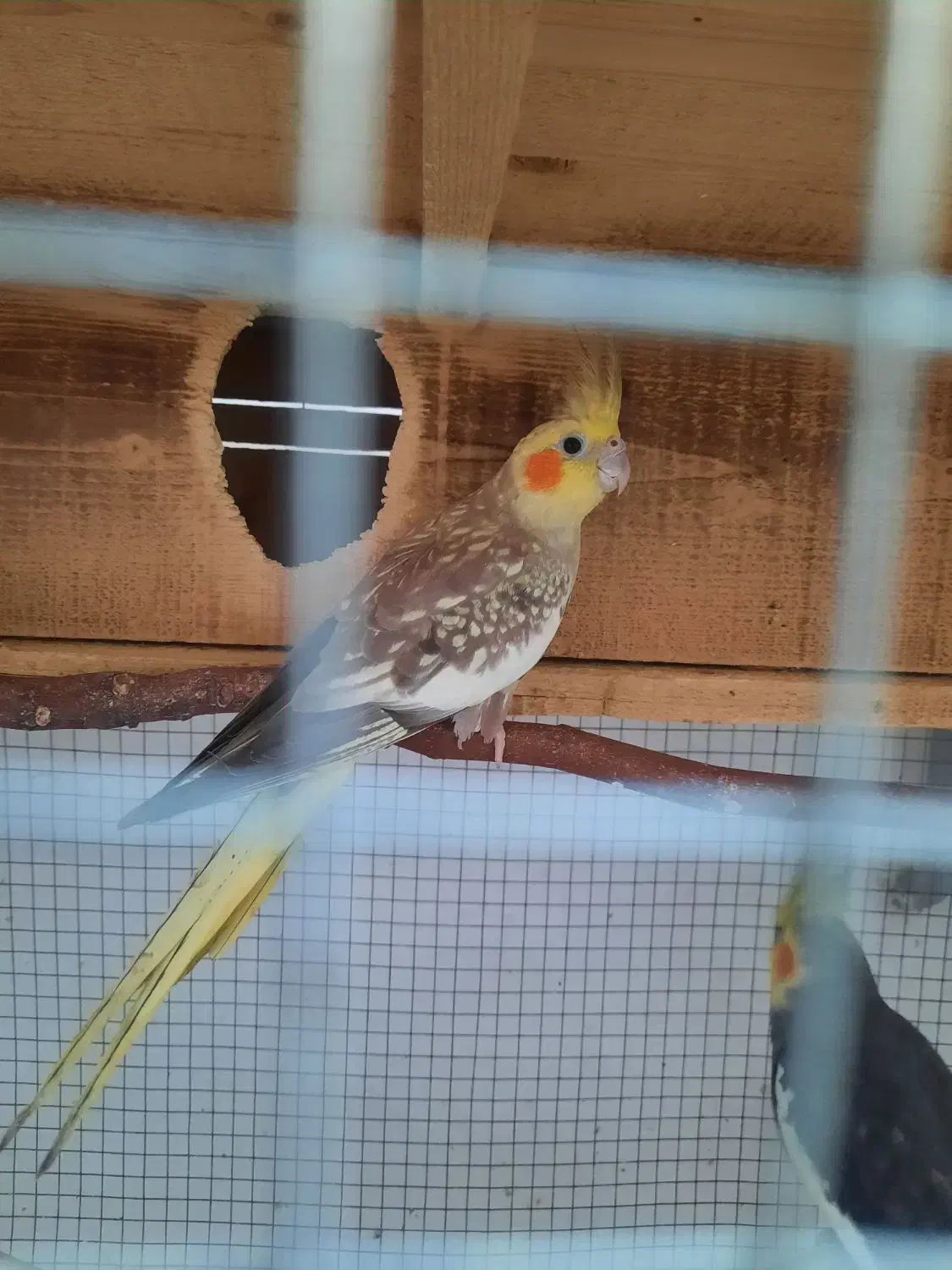 طوطی عروس هلندی|پرنده|بابل, |دیوار