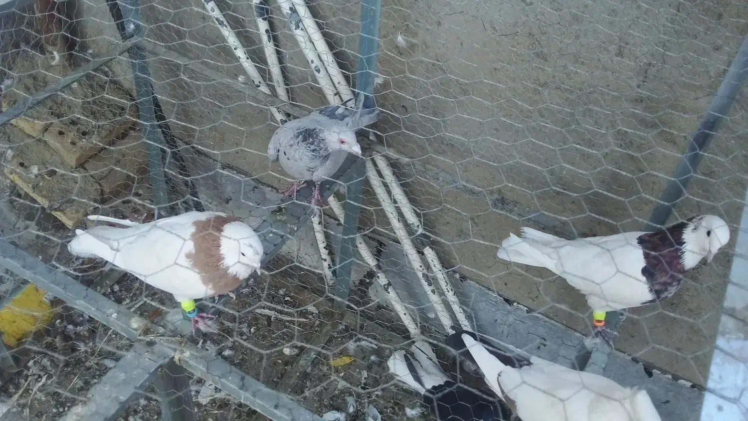 لانه توری سالم|لوازم جانبی حیوانات|چگنی, |دیوار