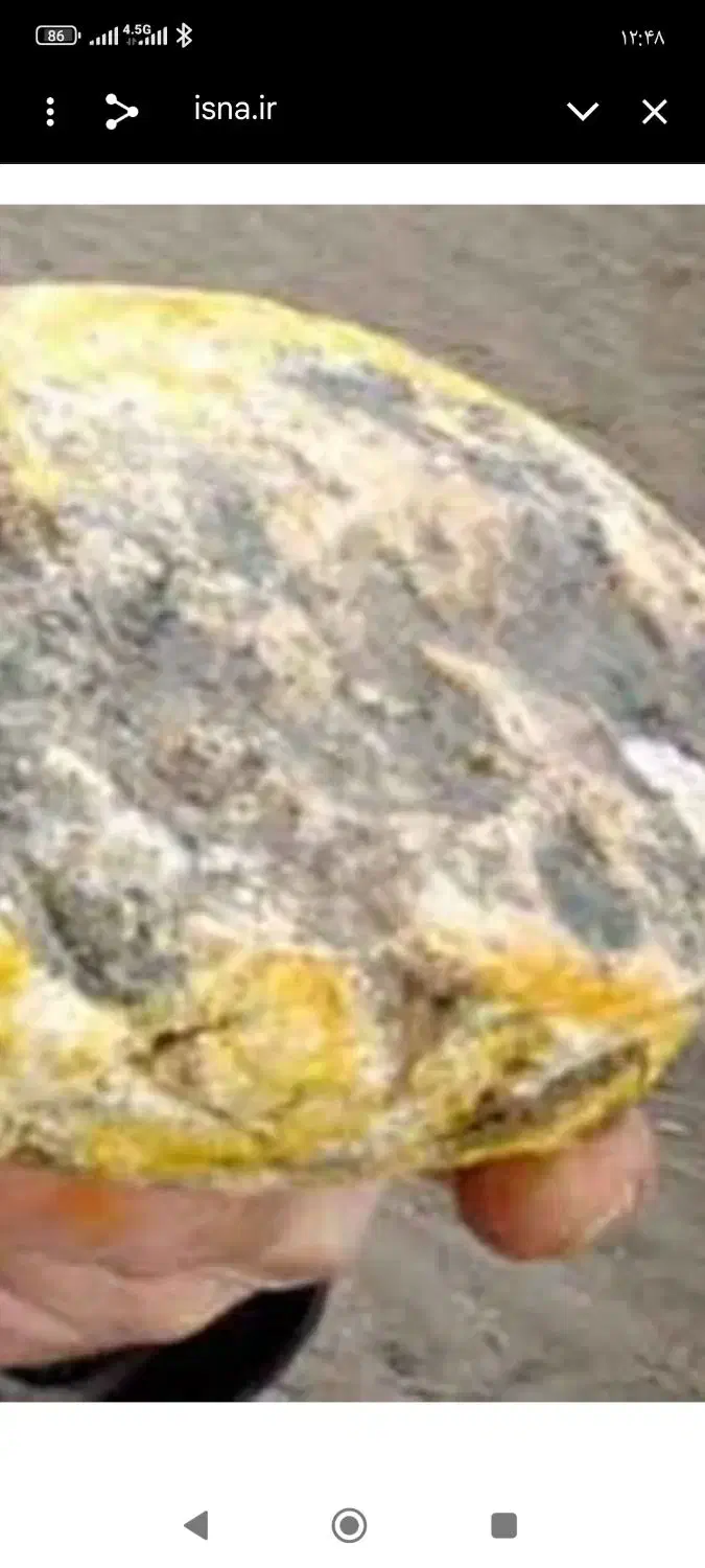 عنبر کوسه (استفراغ کوسه)|کلکسیون و سرگرمی|بندرلنگه, |دیوار