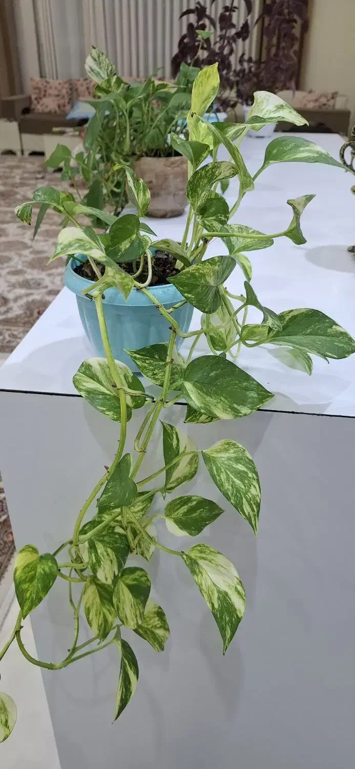 گل های پیتوس|گل و گیاه طبیعی|اسلام‌شهر, شهرک سعیدیه|دیوار