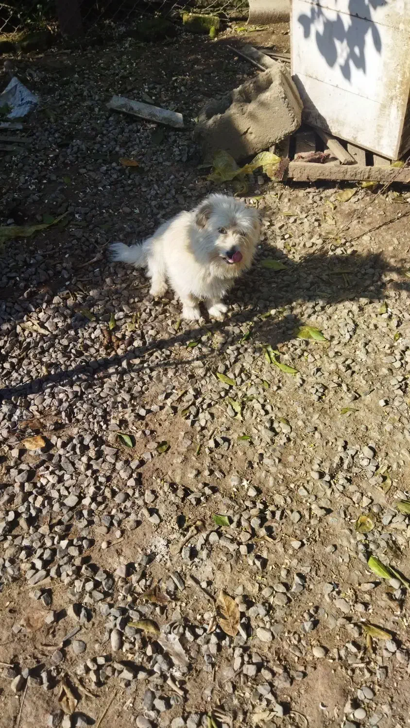 واگذاری سگ نر|سگ|مرزیکلا, |دیوار