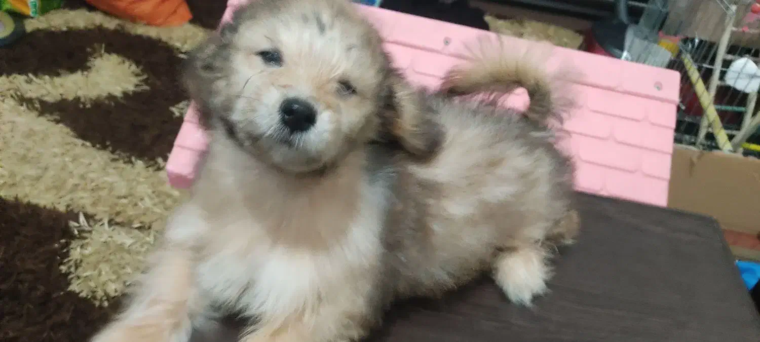 ترکیب اشپیدز و پامر|سگ|اندیمشک, |دیوار