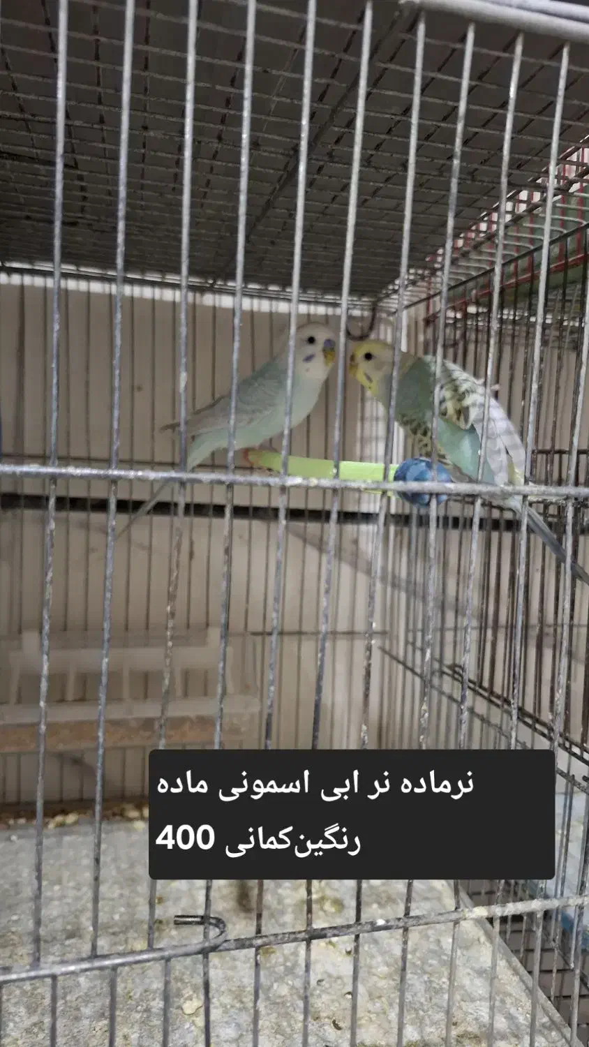 مرغ عشق عروس هلندی|پرنده|بوئین زهرا, |دیوار