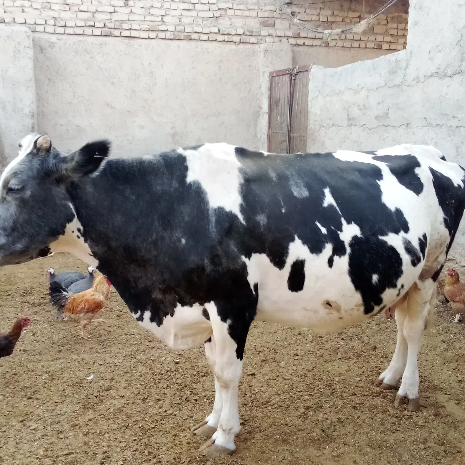 دو‌عدد‌گاو‌یکی‌گوشتی‌ویکی‌زایده|حیوانات مزرعه|زابل, |دیوار