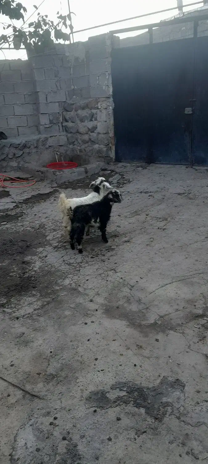 دو تا بز غاله پنج میلون هشست|حیوانات مزرعه|مشگین شهر, |دیوار