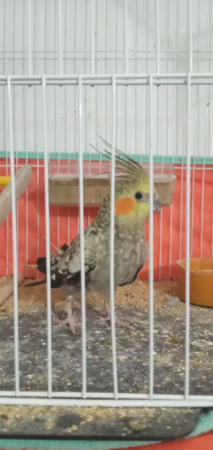 عروس هلندی|پرنده|دره شهر, |دیوار