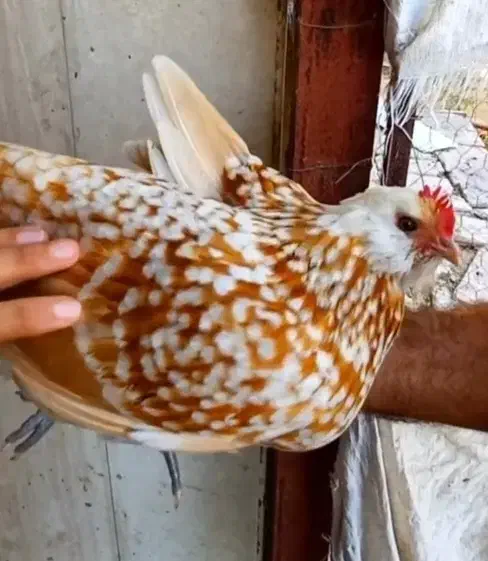 مرغ تورنگین|حیوانات مزرعه|تهران, جوادیه|دیوار