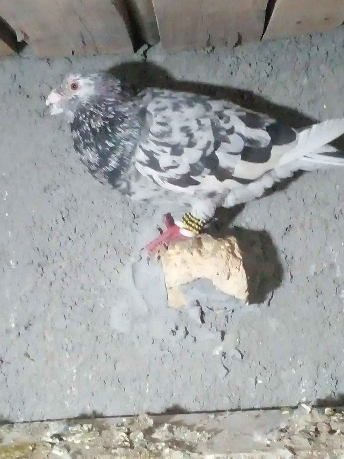 یک جفت سار‌|پرنده|شیروان (خراسان), |دیوار